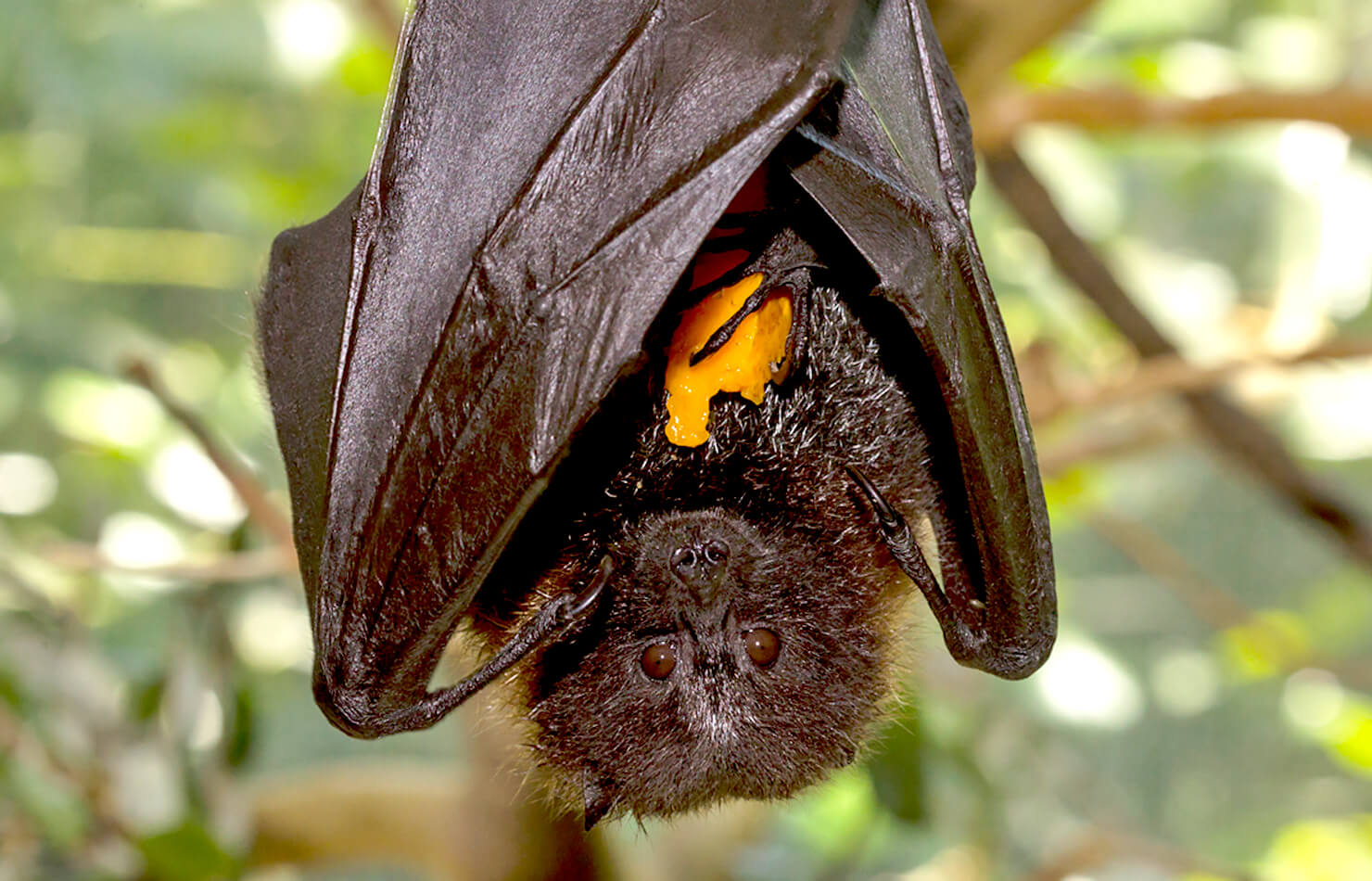 Rodrigues Fruit Bat