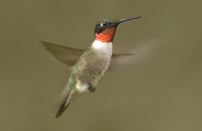 Ruby-throated hummingbird in flight