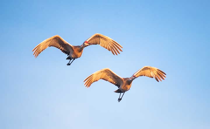 Sandhill Cranes of Michigan | Long Beach Animal Hospital