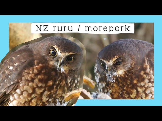Ruru native NZ morepork feeding on a small bird - YouTube