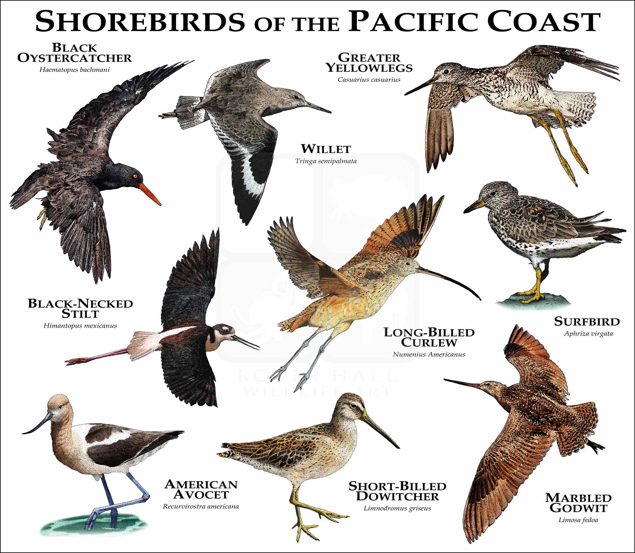 Shorebirds of the Pacific Coast Poster Print - inkart