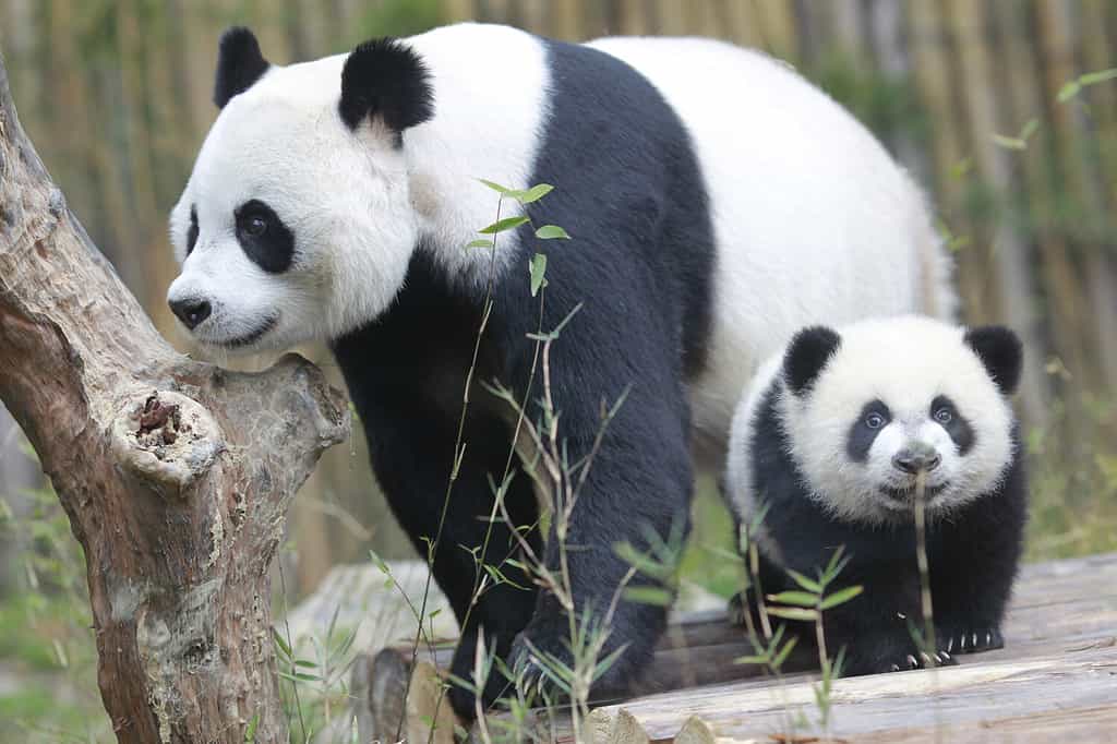 PANDA TRIPLETS HALF-BIRTHDAY The triplets, which reached 6-month-old on Feb. 1., were the fourth set of giant panda triplets born with the help of artificial insemination procedures in China.