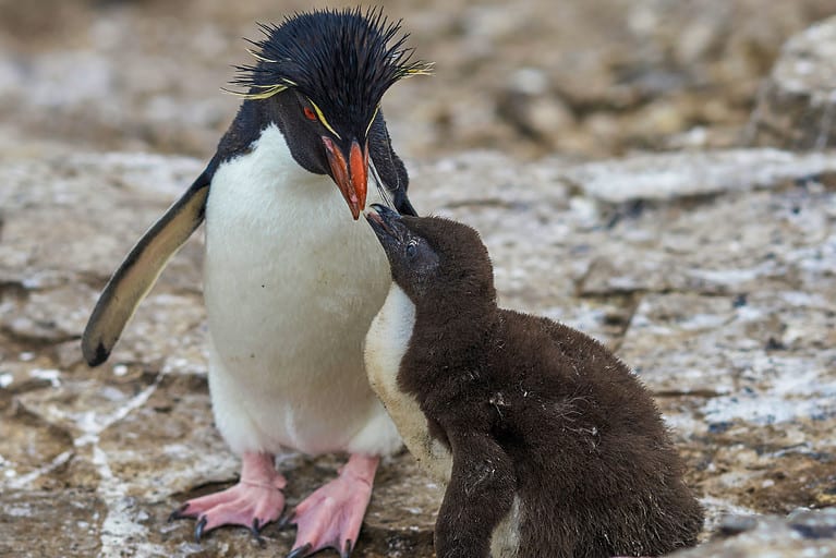 Rockhopper Penguin