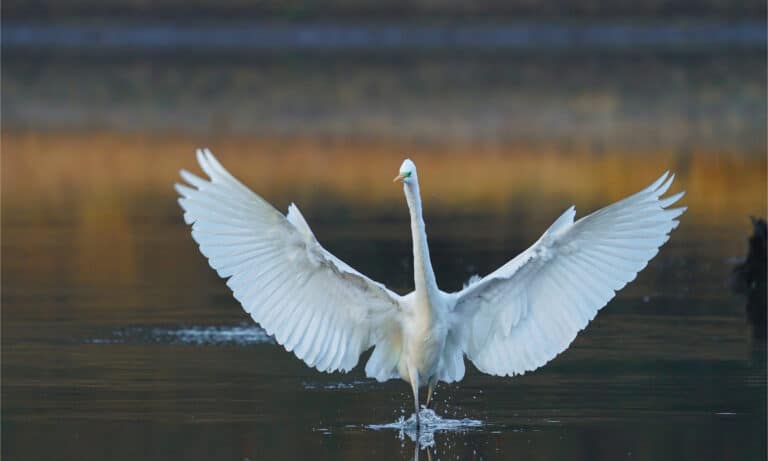 Great white egret