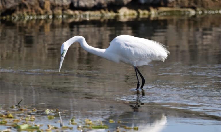 Eastern great egret