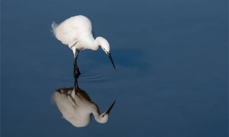 Little egret