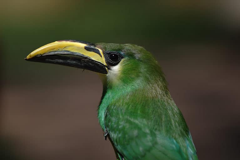 Emerald Toucanet, Aulacorhynchus prasinus