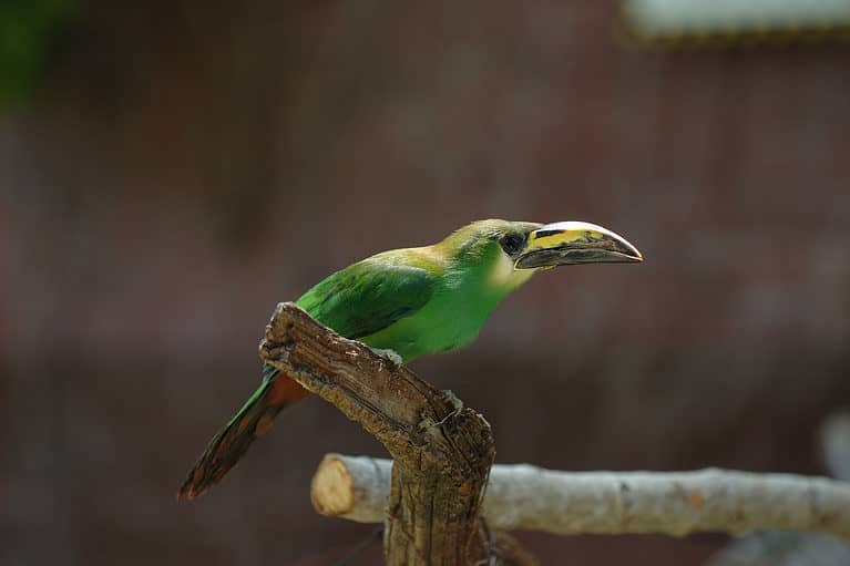 Emerald Toucanet, Aulacorhynchus prasinus