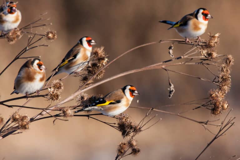 Group of European goldfinch