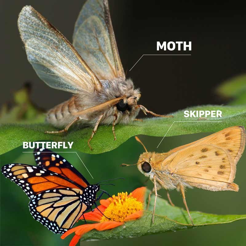 9 Interesting Skipper Butterfly Facts You Might Want to Know - Odd Facts