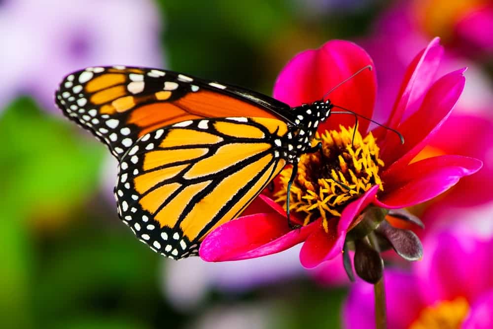 Meet Our Garden Friend: The Helpful Butterfly