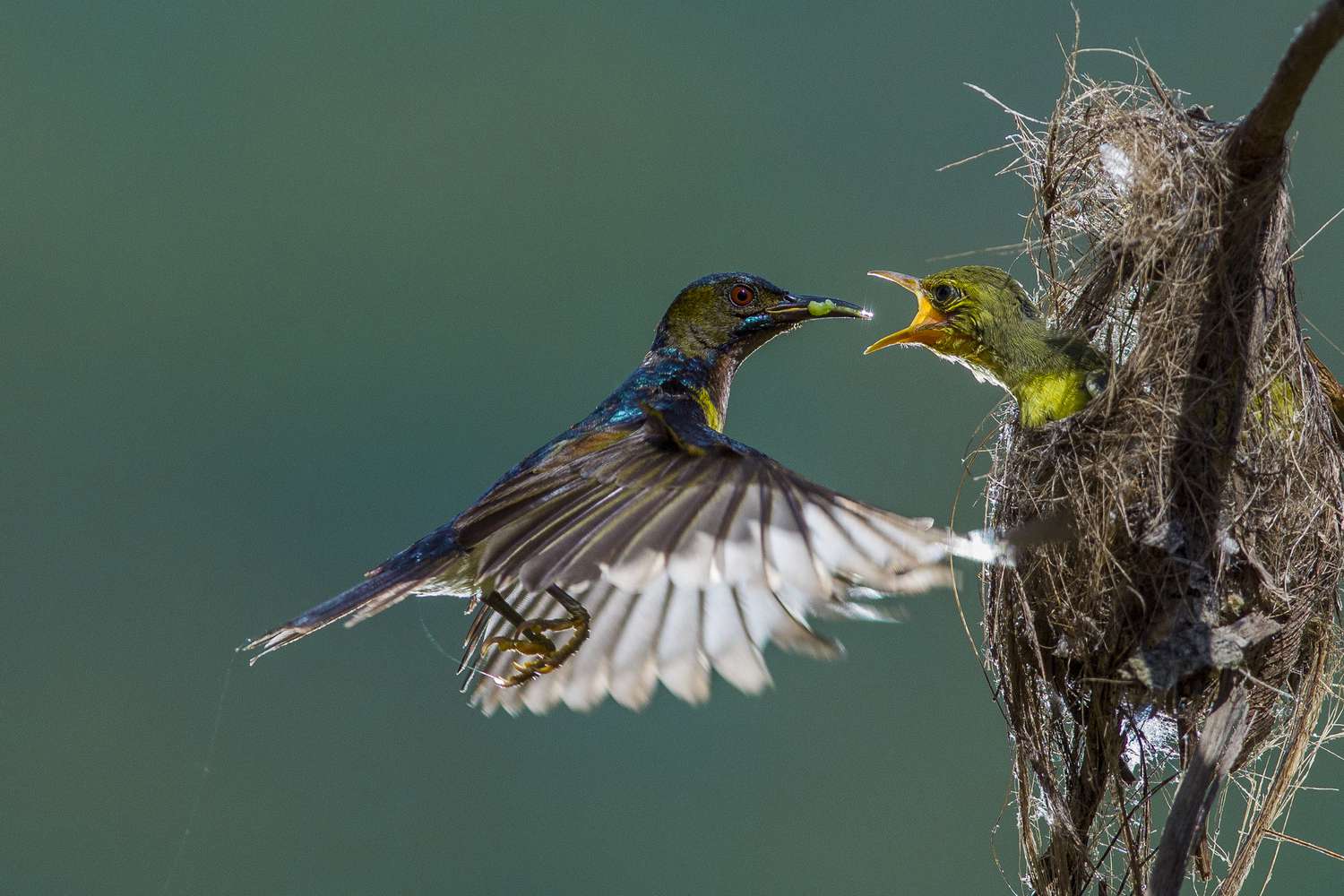 A sunbird feeding another