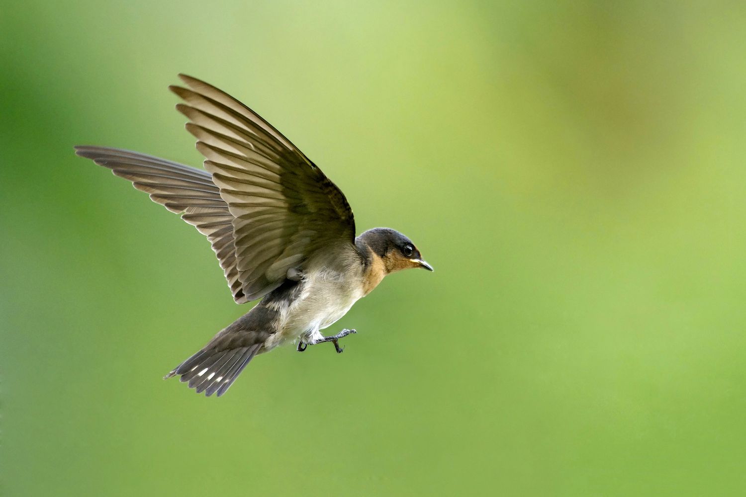 A swallow in flight