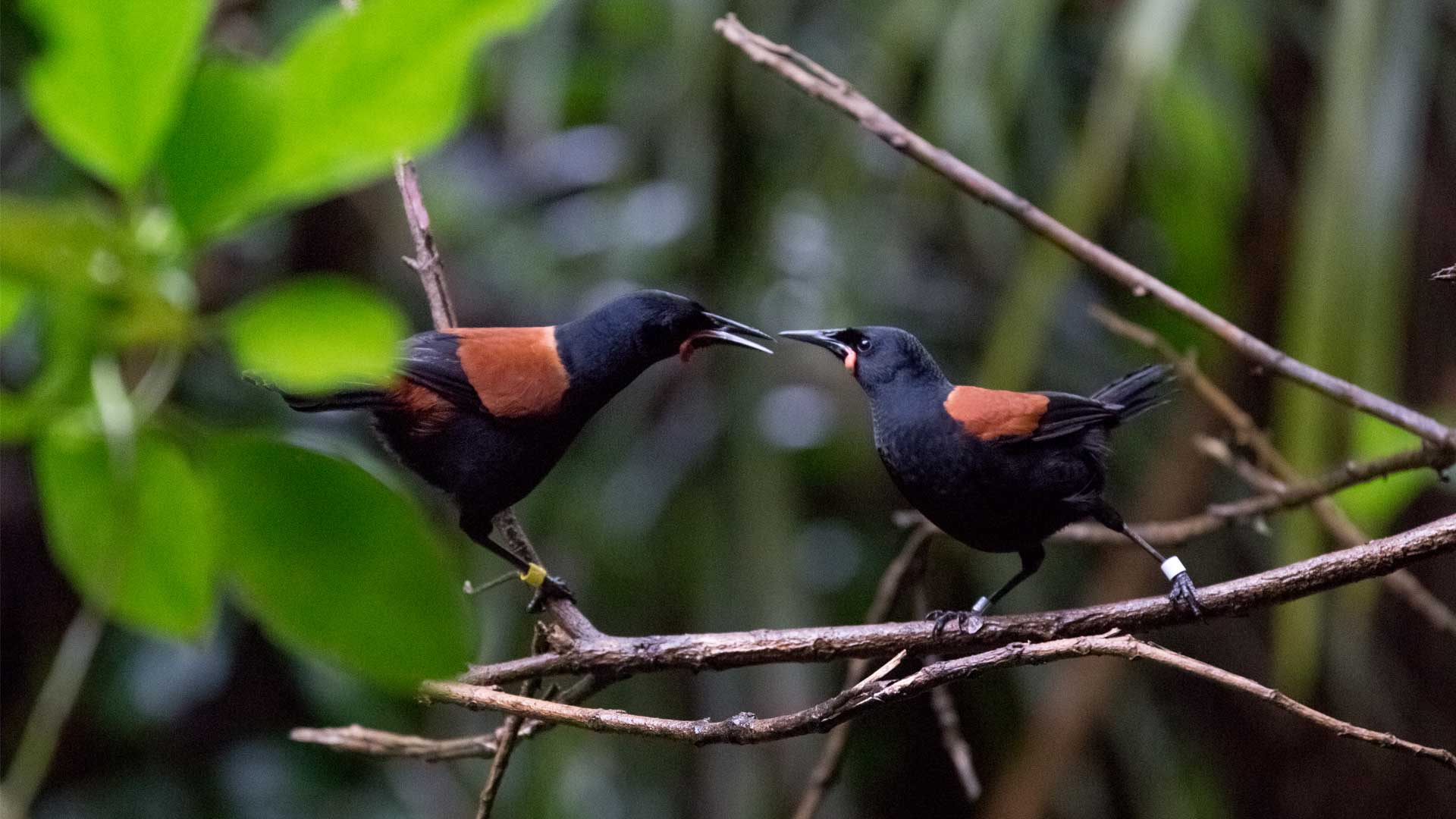 https://nguoinghe24h.com/wp-content/uploads/2024/01/tieke-gallery-2.jpg