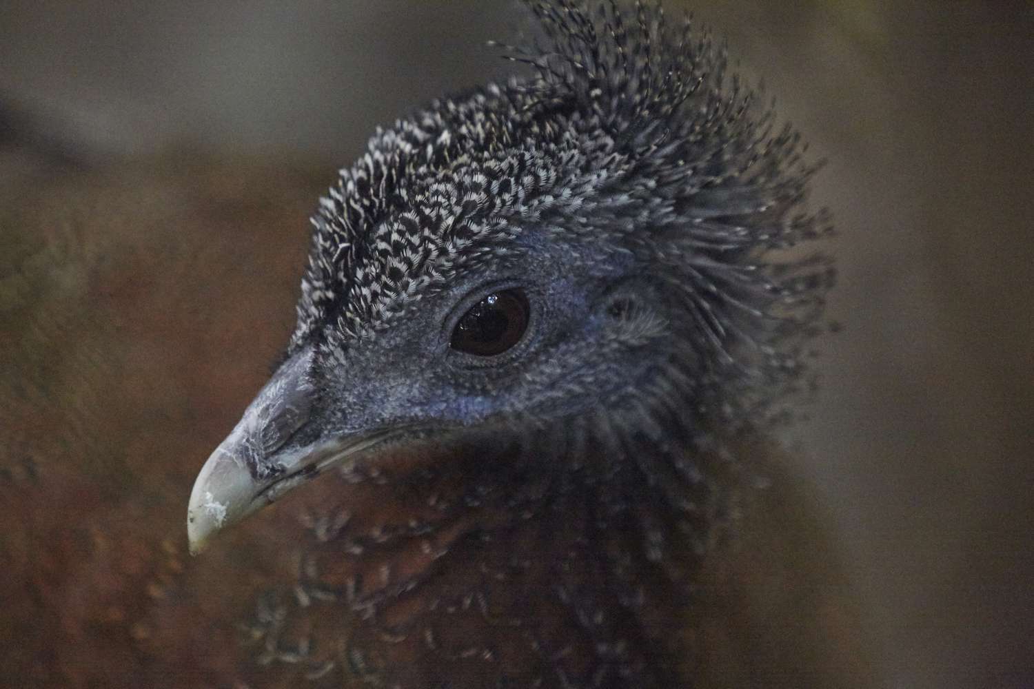 Photo of a Tinamou