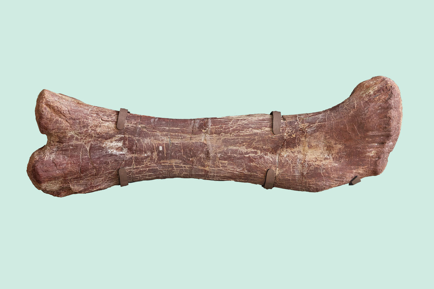 Patagotitan's fossil femur is a whopping eight feet long. The reddish color of the bone comes from the iron-rich red clay in which it was found.