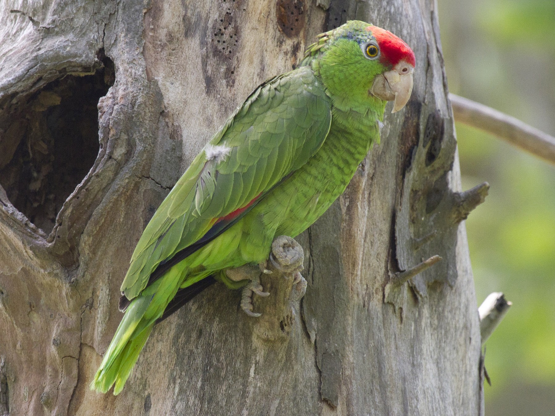 Red-crowned Parrot - eBird