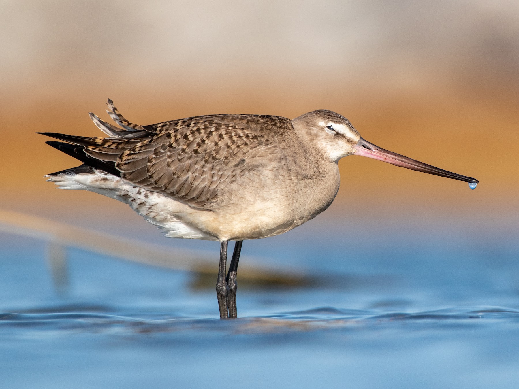 Hudsonian Godwit - eBird