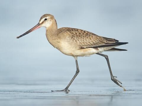 Hudsonian Godwit Identification, All About Birds, Cornell Lab of Ornithology