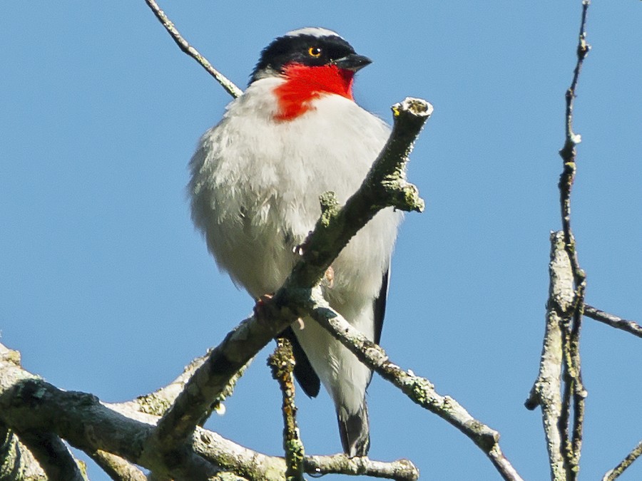 Cherry-throated Tanager - eBird