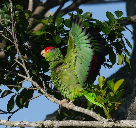 Red-crowned Parrot – birdfinding.info