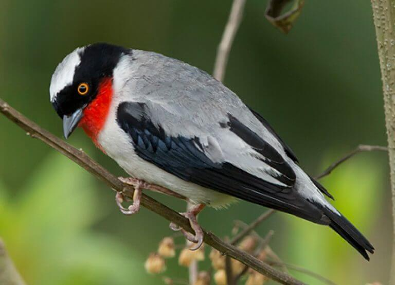 Cherry-throated Tanager | Exotic birds, Beautiful birds, Bird