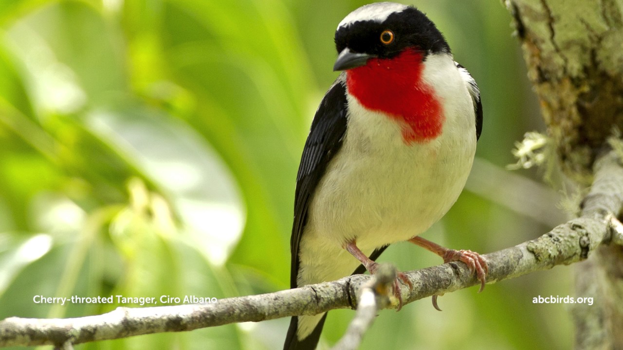 Cherry-throated Tanager - American Bird Conservancy