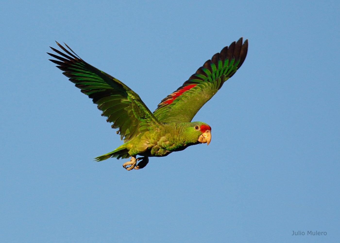 Red-crowned Parrot | Audubon Field Guide