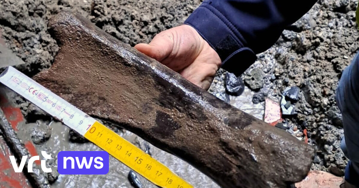 Mammoth bones discovered during construction work on new Brussels metro  station | VRT NWS: news