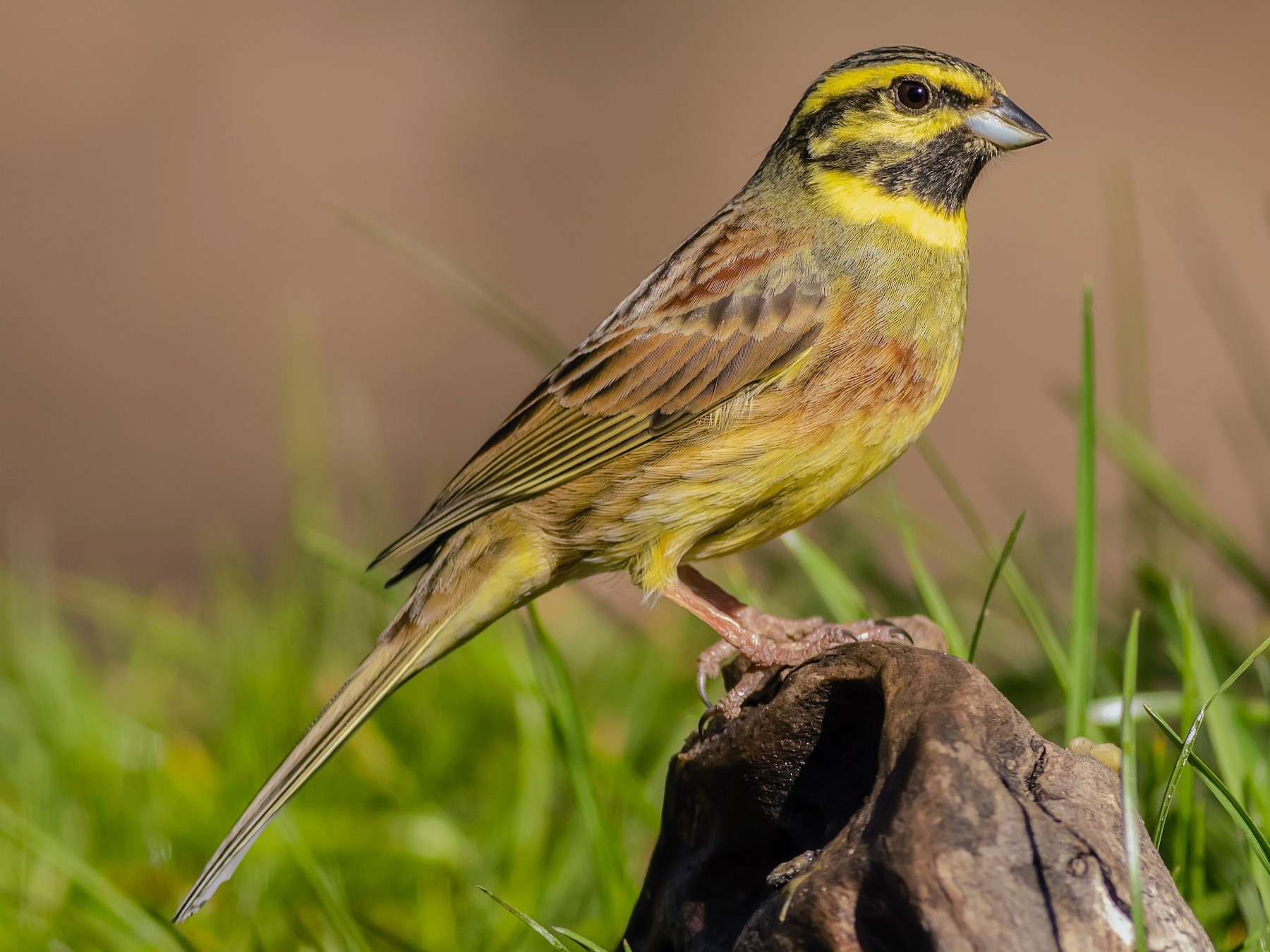 Cirl Bunting - eBird