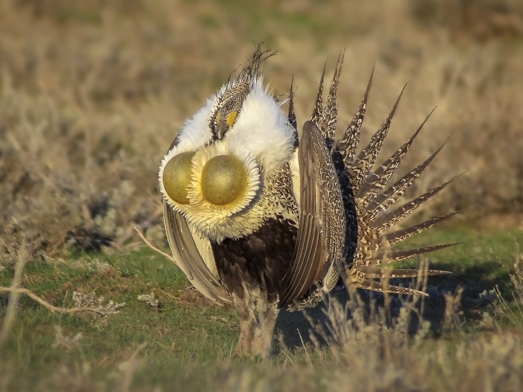 Greater Sage-Grouse - eBird