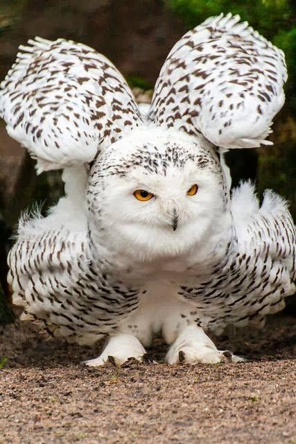 Puffed Up Snowy Owl | Beautiful birds, Owl, Snowy owl