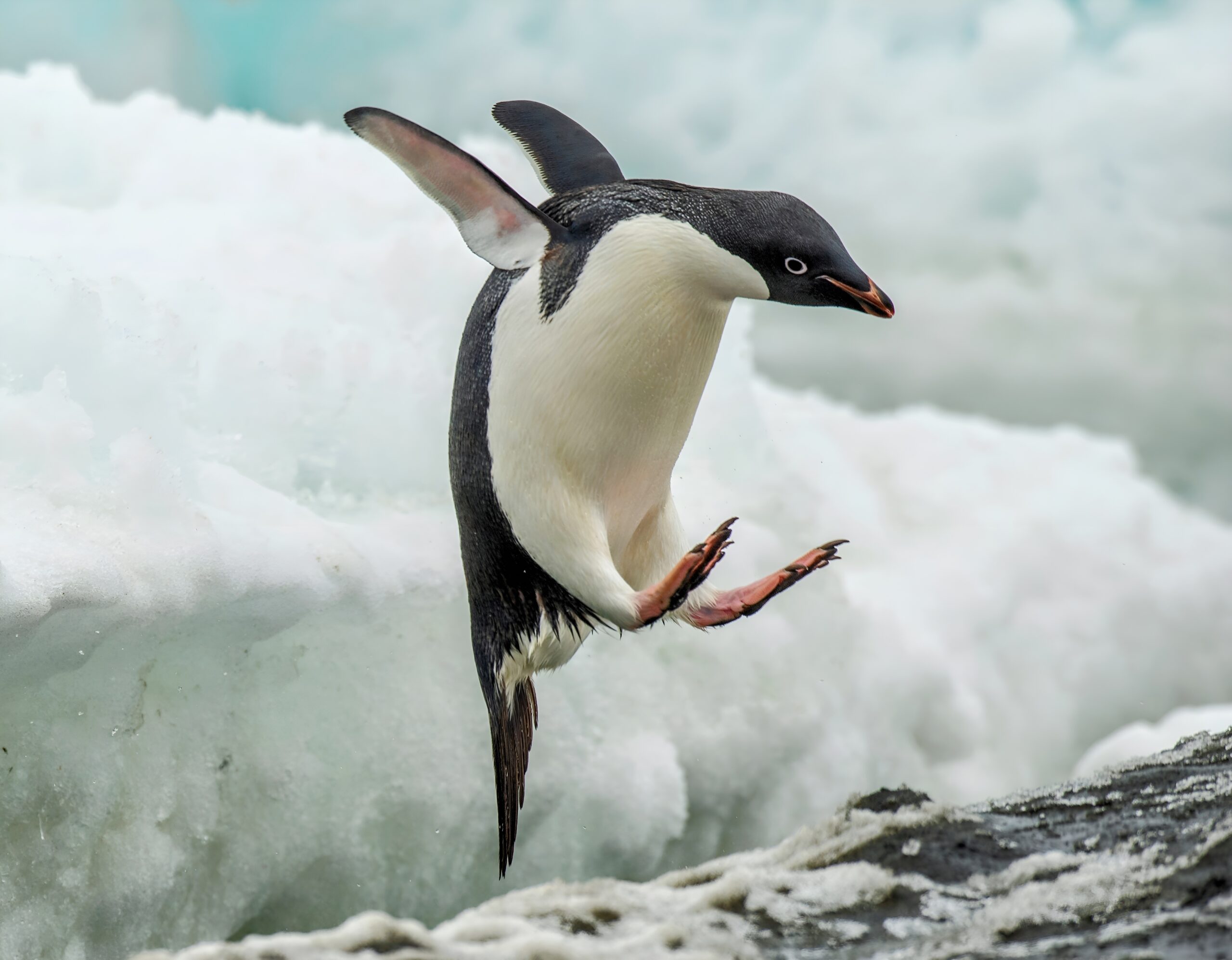 Melting sea ice has a direct impact on Adélie penguin survival • Earth.com