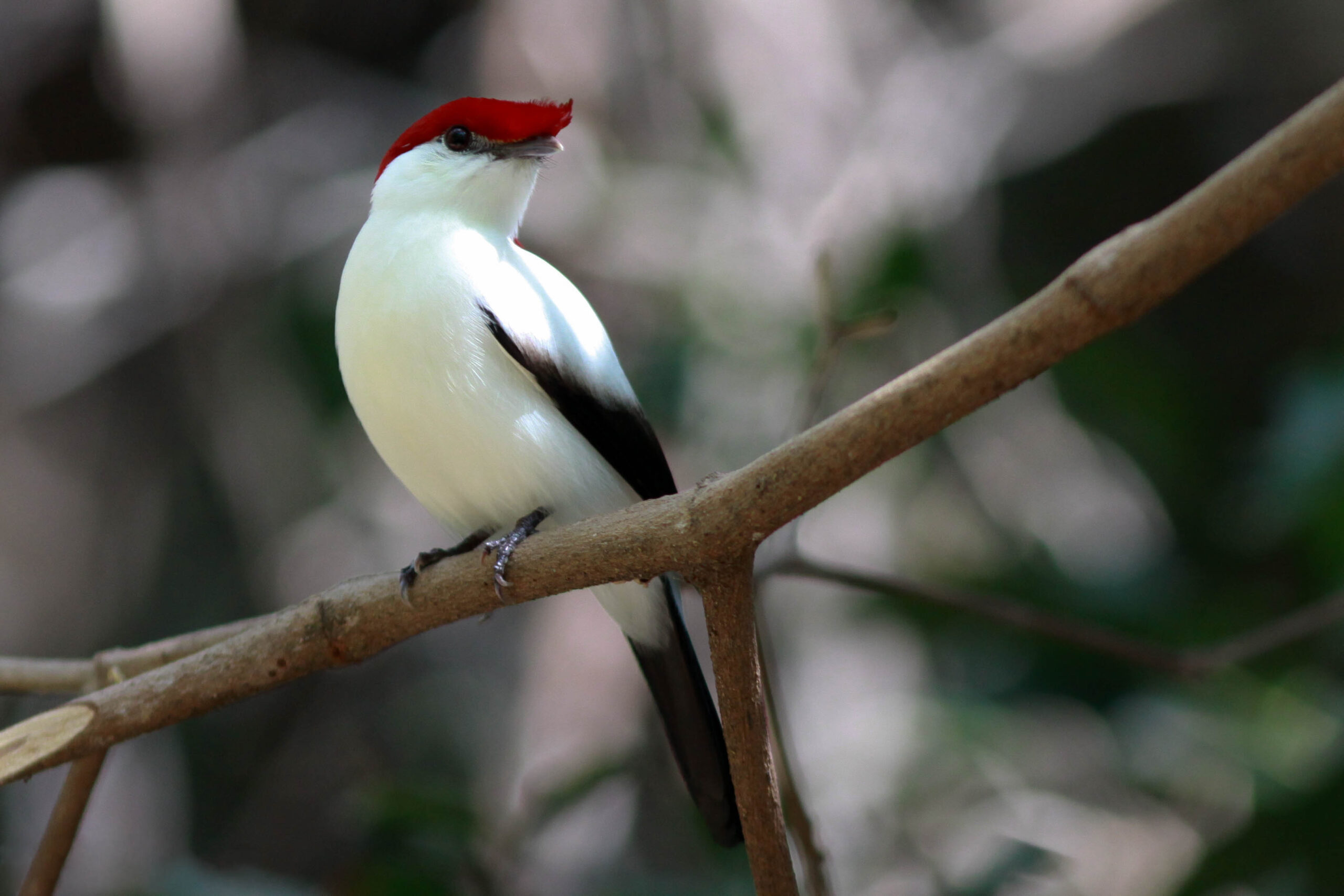 Tập tin:Araripe Manakin (1).jpg – Wikipedia tiếng Việt