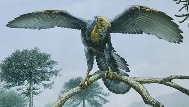 "Archaeopteryx"