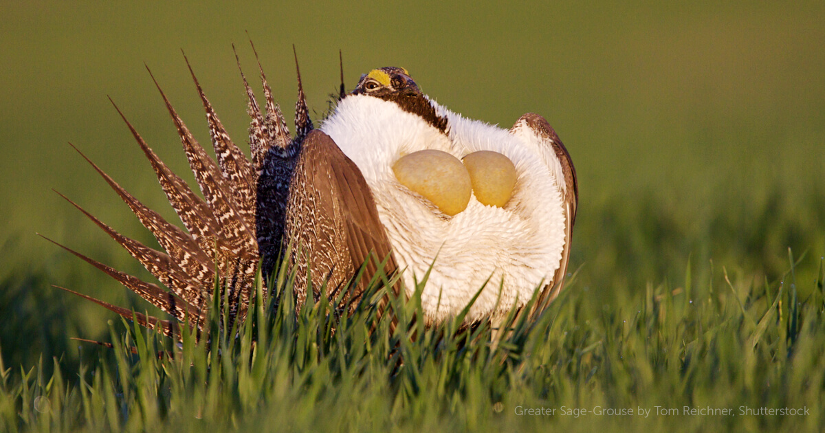 Greater Sage-Grouse - American Bird Conservancy