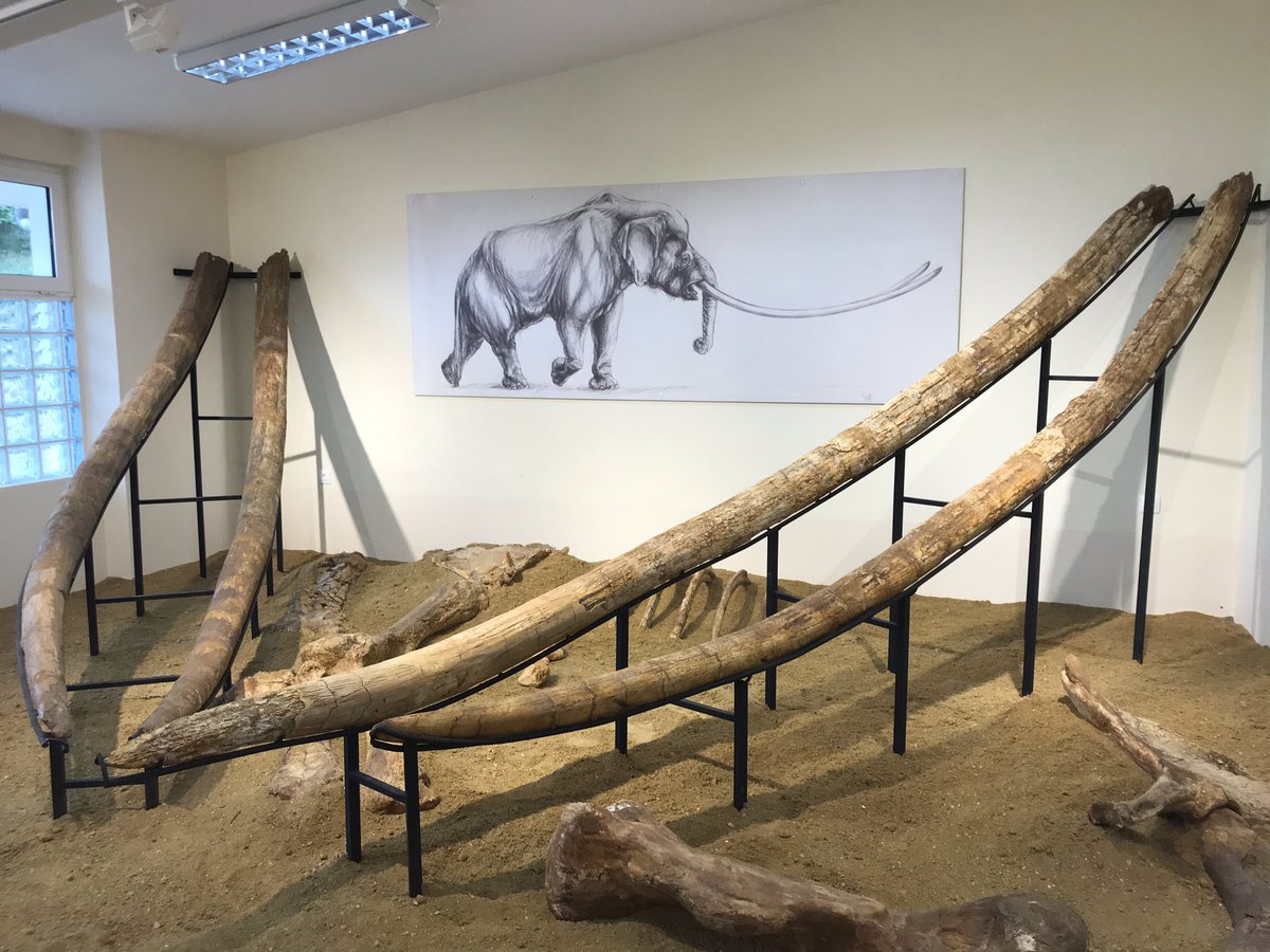Prof Jamie Woodward on X: "From the archive: #EarthDay2020 This time last year I saw the longest tusks in the world in the wonderful museum at Malia in northern Greece. These belonged