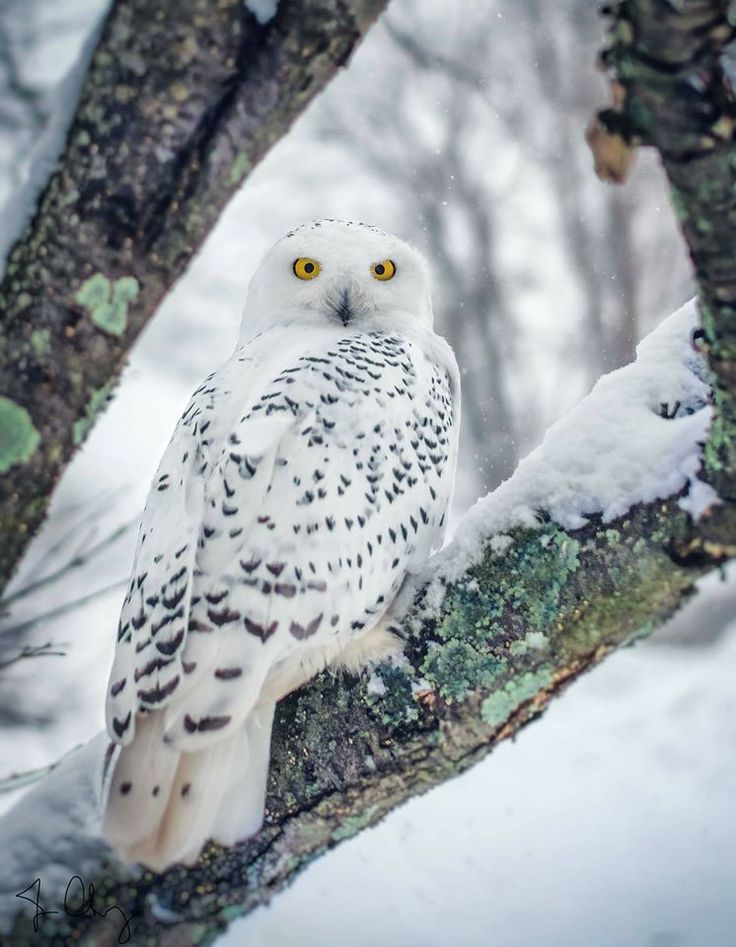 Snowy Owl in a winter wonderland | Chouette, Chouette blanche, Harfang des  neiges