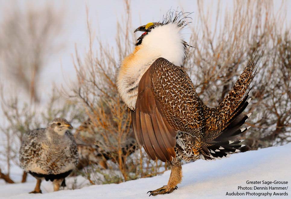 Greater Sage-Grouse Need your Help - The Lahontan Audubon Society