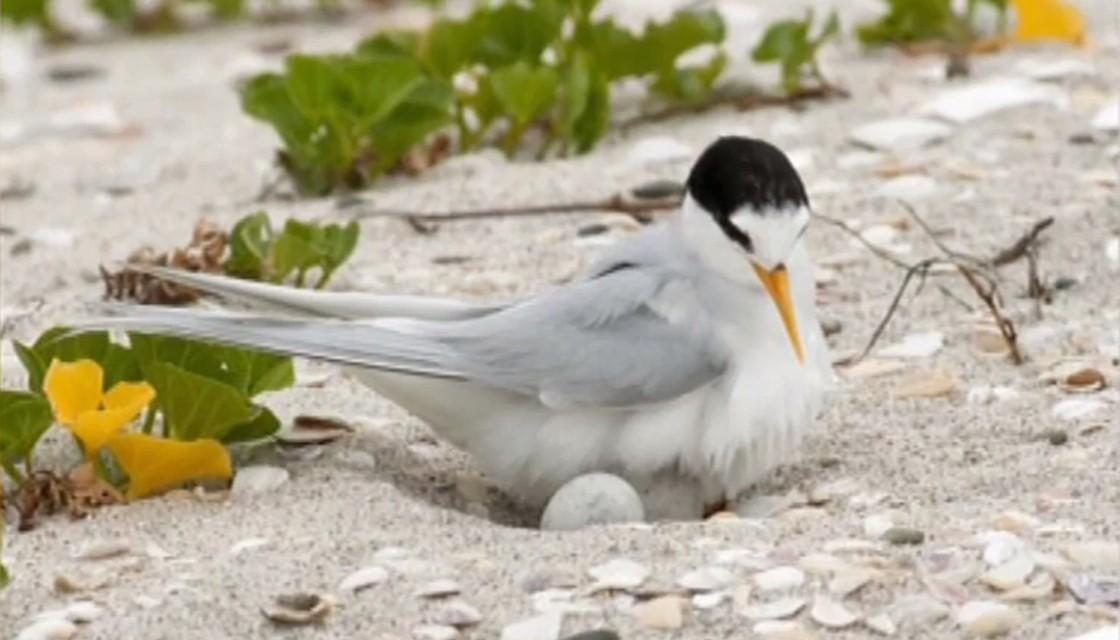Fairy tern nesting: NZ's most endangered bird gets helping hand | Newshub