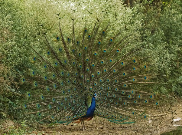 What is the national bird of India? Is it a peacock? - Quora