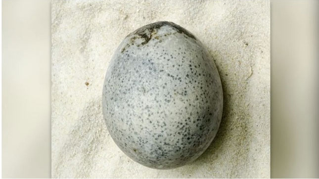 "Egg