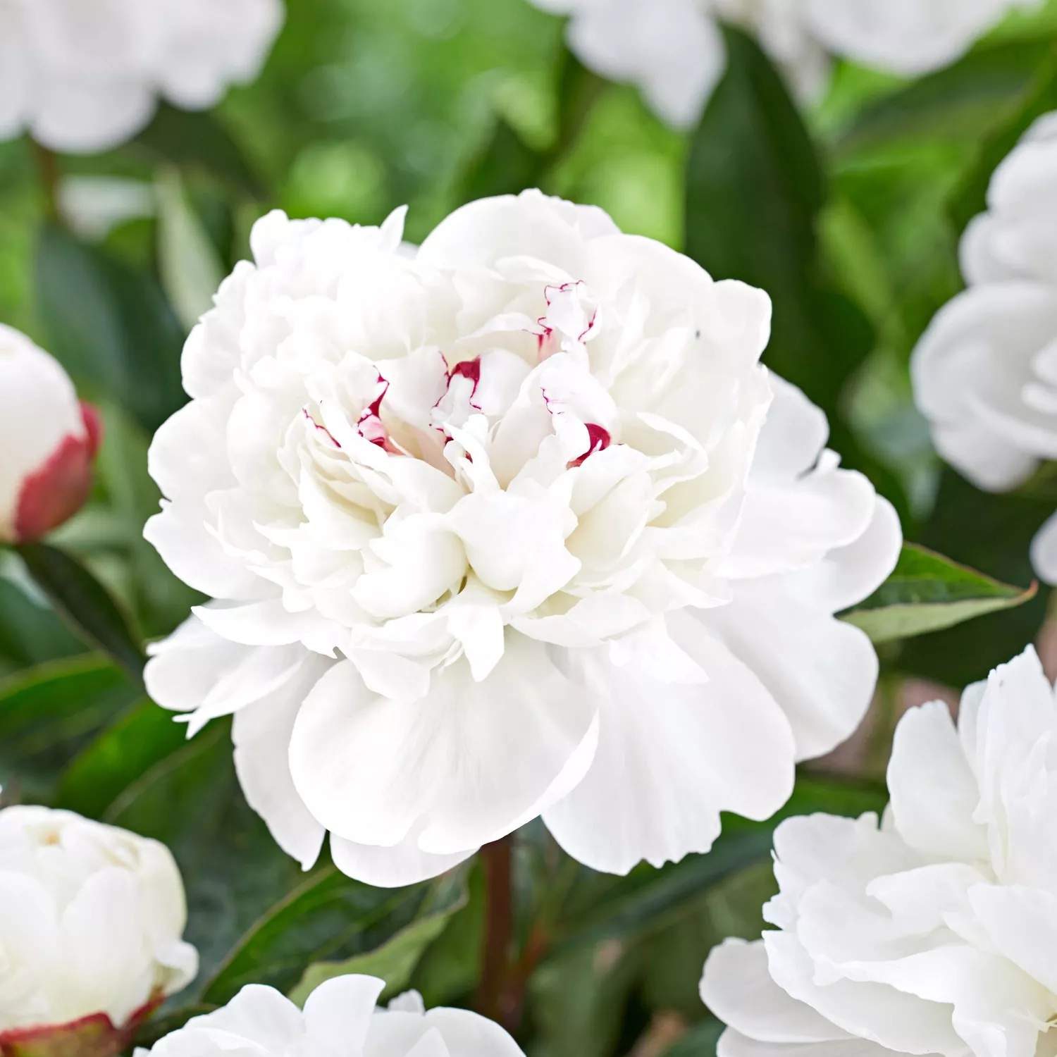 ‘Festiva Maxima' Peony (White with red flecks)