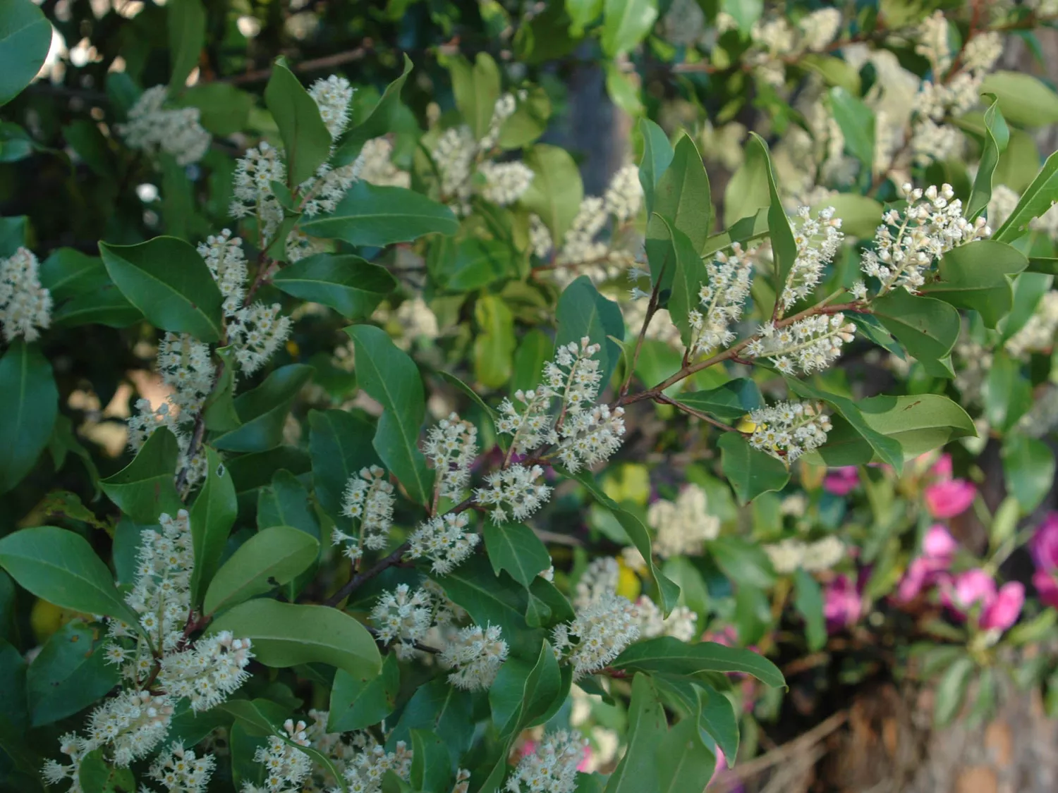 Prunus caroliniana 