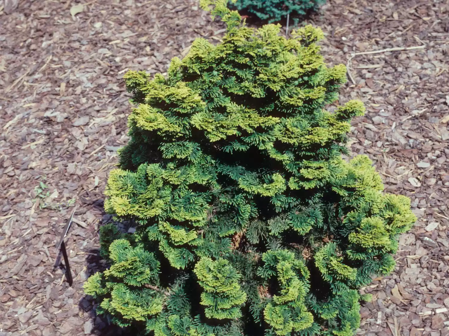 hinoki false cypress