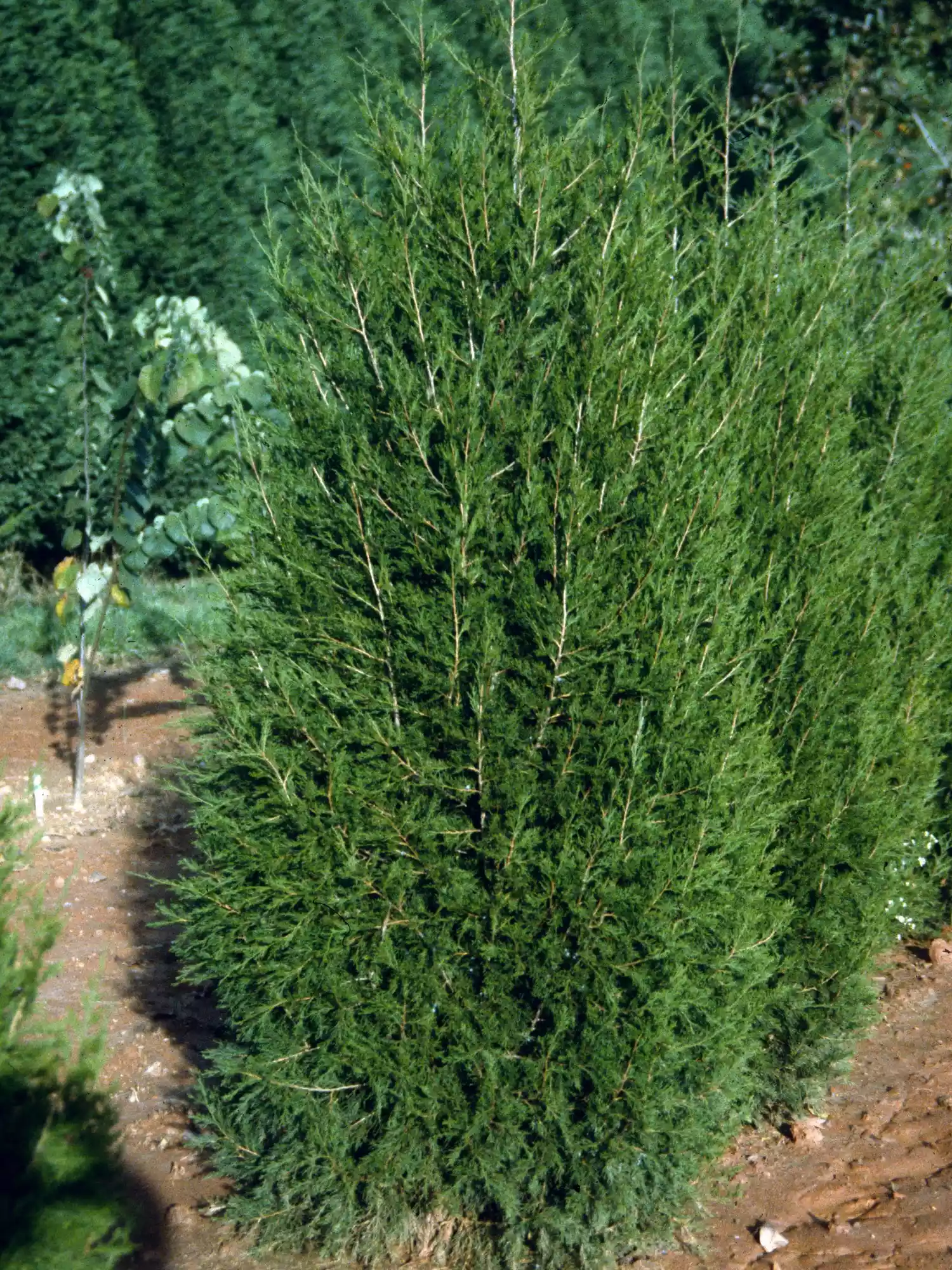 Juniperus virginiana