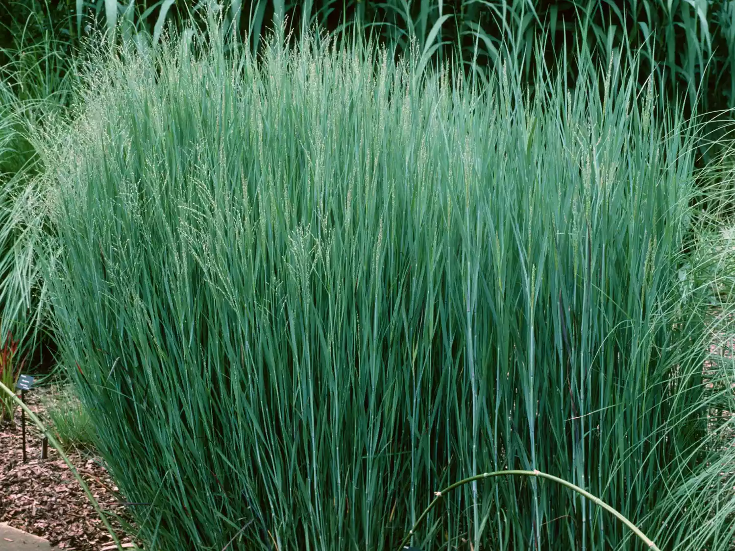  Panicum virgatum