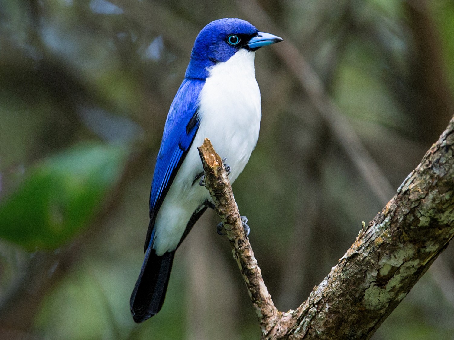 Madagascar Blue Vanga - Nick Athanas