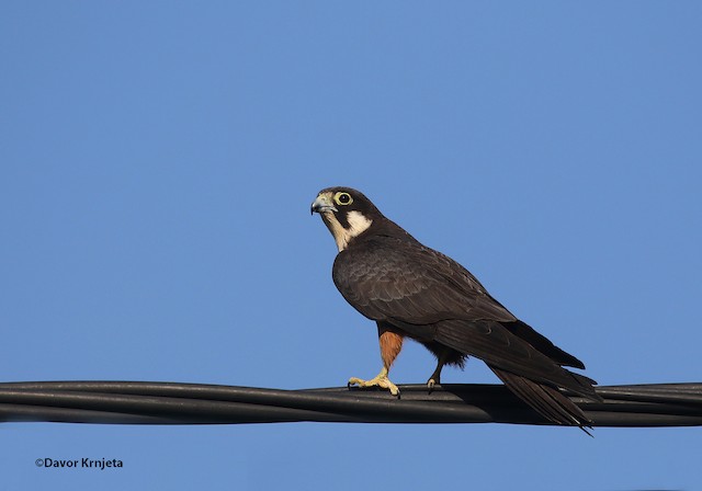 Eleonora's Falcon - eBird