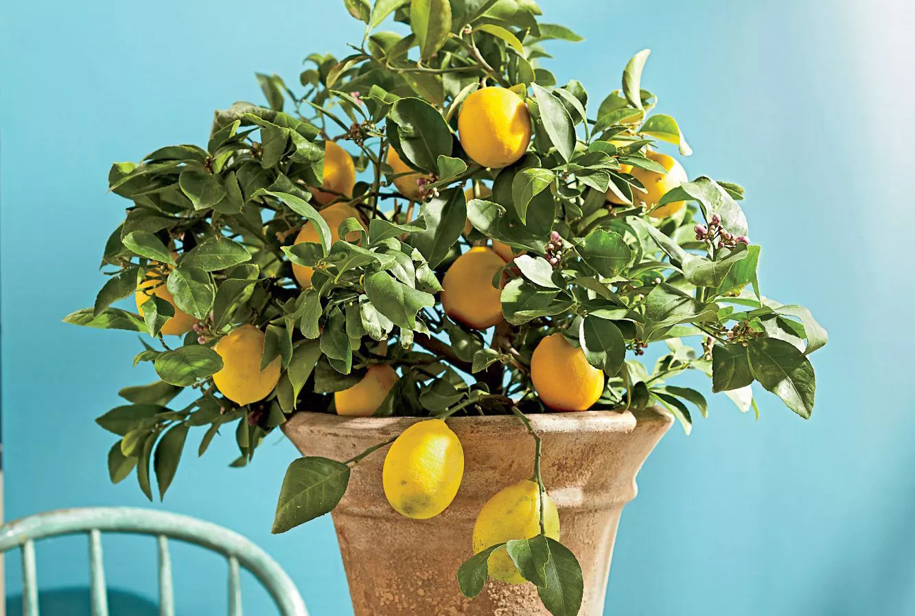 Meyer Lemon Tree In Container